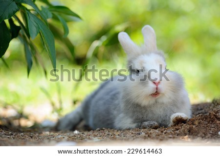 A cute fluffy gray and white rabbit showing its teeth lying on the ground