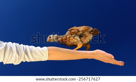 Acrobat Chicken Walking on Spread Arm (16:9 Aspect Ratio)