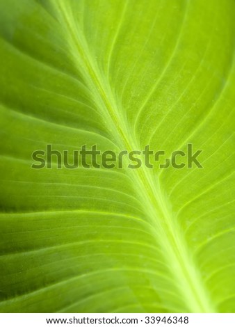 Elegant Green Leaf