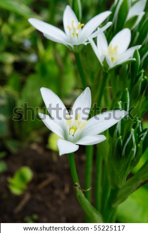 Little White Lilies Stock Photo 55225117 : Shutterstock