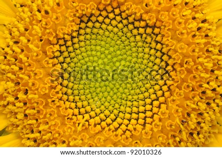 Middle of Sunflower Close-Up