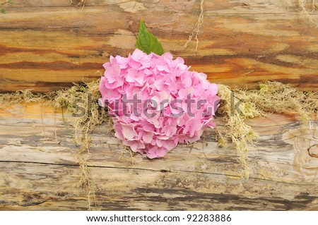 Pink Hydrangea Flowers on Wooden Wall with Moss