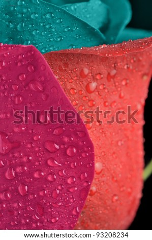 Fantasy Rose with Multicolored Petals in Water Drops