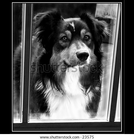 Australian Shepherd posing at the door looking in to see who will let her in