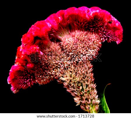 Single Flower (Looks Like The Folds Of A Brain) Stock Photo 1713728 ...