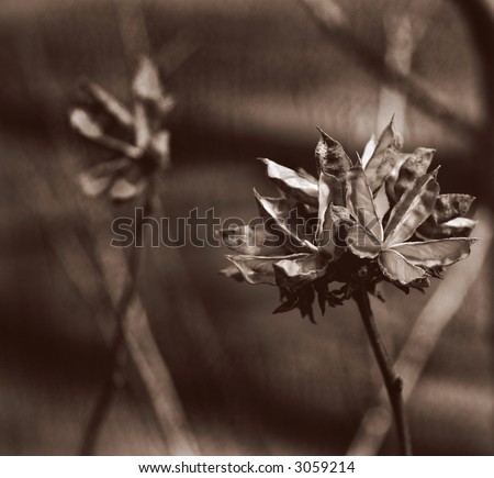 sepia (quad tone) view of dried flowers in a natural, garden setting.  The tones are pink, deep brown, white, and burnt orange