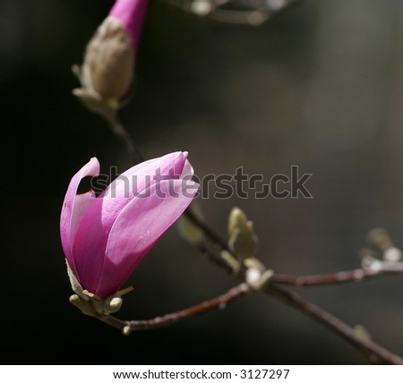 in mid-spring the magenta bud has begun to open revealing part of the lovely flower