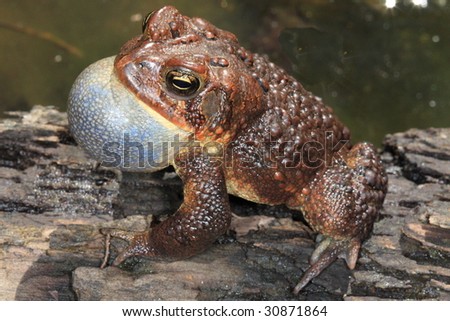 Toad, American; calling. Maryland in Spring