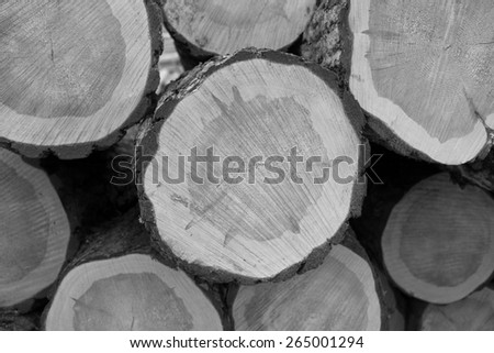 Pine timber ready for shipment by rail.
black and white photo
