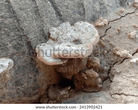 Similar – Image, Stock Photo A mushroom was found, which was called the “curly hen”. It lies in a hand. The background is dark.