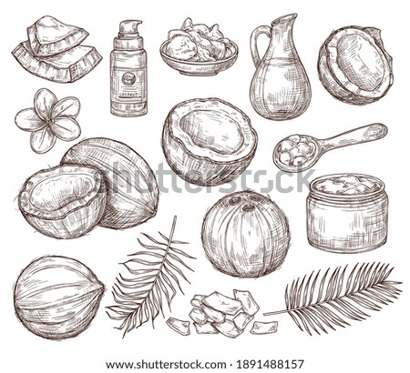 Hand drawn coconut. Summer sketch, beach palm exotic flowers. Organic raw coco oil and cosmetics, drawing tropical leaves exact vector set. Illustration coconut and summer exotic fruit