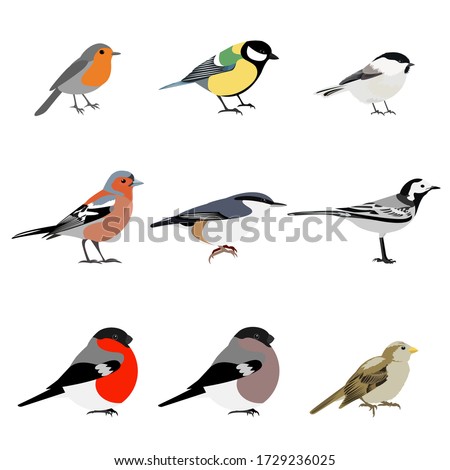 set of birds vector: Robin, great tit, chickadee, Finch, nuthatch, white Wagtail, bullfinch, Sparrow. Isolated on white background