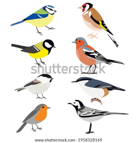 Set of birds: Chaffinch, Wagtail, great tit, nuthatch, robin, goldfinch, chickadee, blue tit vector stock illustration isolated on white background. Vector stock illustration