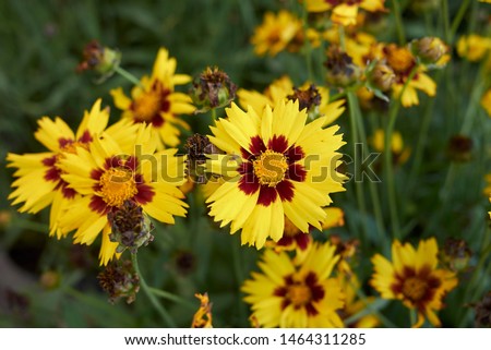 Similar – Image, Stock Photo Inflorescence of Coreopsis Up Tick