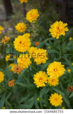 Similar – Image, Stock Photo Inflorescence of Coreopsis Up Tick