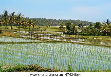 Rice fields with coconut palms on the coast of the sea,Bali