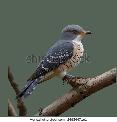 This is beautiful bird. Its name cuckoo.