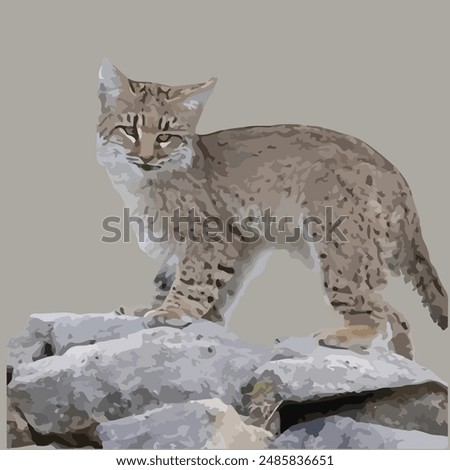 This is a Bobcat (Lynx rufus)