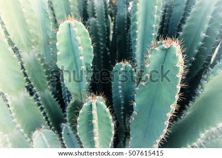 Similar – Image, Stock Photo Thorny tree in full bloom in early spring and easter backlighting