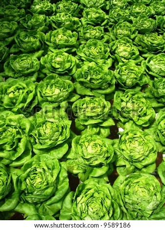 rows of fresh green lettuce