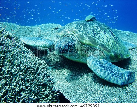 Sea turtle resting at hard coral at Bunaken, Manado, Indonesia