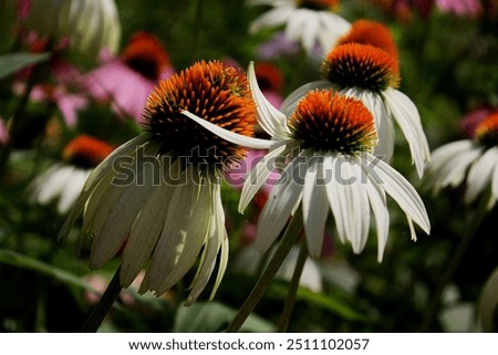 Similar – Foto Bild Gänseblümchen | dicht an dicht | weiß-gelb-grün | die Welt ist bunt, die Welt ist schön.