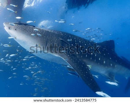 Similar – Image, Stock Photo My piece of heaven Sky