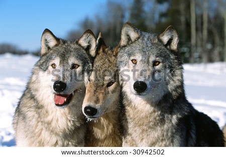 Timber wolf pack portrait