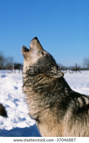 timber wolf howl