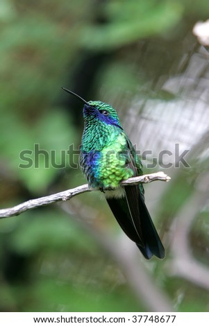 Magnificent Hummingbird perching