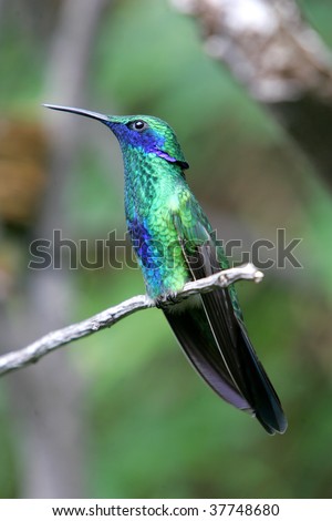 Magnificent hummingbird stretching