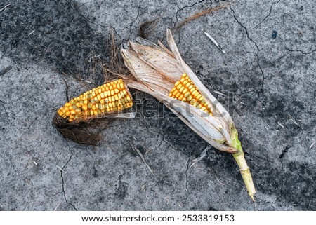 Similar – Image, Stock Photo Ripe corn cob lies on the brown earth, one sees withering leaves and stems of the corn plant