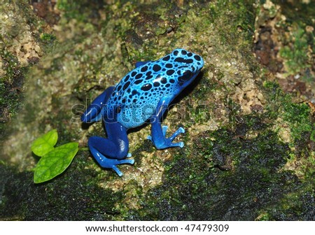 Blue frog - Dendrobates azureus