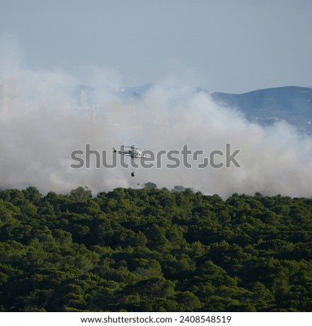 Similar – Image, Stock Photo Forest after fire in Brandenburg X