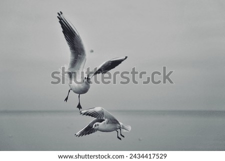 Similar – Image, Stock Photo #AS# flying away Seagull