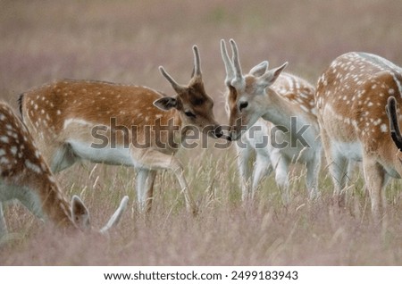 Similar – Foto Bild Rehblick Wiese Wildtier