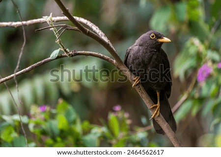 Similar – Image, Stock Photo Thrush in tree