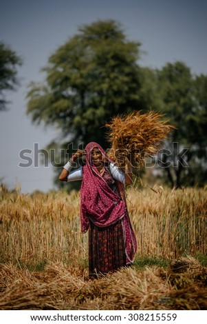 UDAIPUR - MARCH 25 : woman working in the field on March 25 , 2014 in Udaipur,India