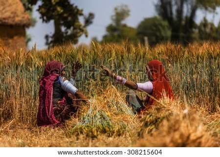 UDAIPUR - MARCH 25 : women working in the field on March 25 , 2014 in Udaipur,India