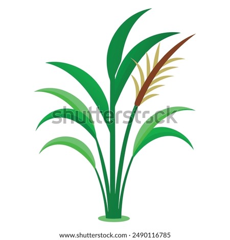 Green Napier grass vector illustration editable project.