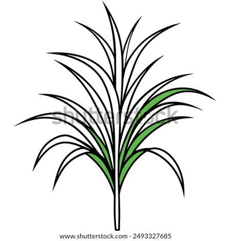 Green Napier grass vector illustration editable project.