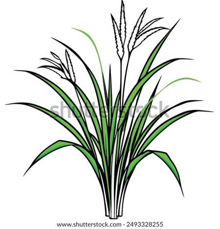 Green Napier grass vector illustration editable project.