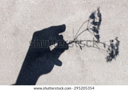 Shadow of a flower in hand on a gray background