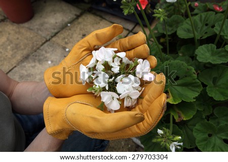 Hands with yellow gloves holding white flowers
