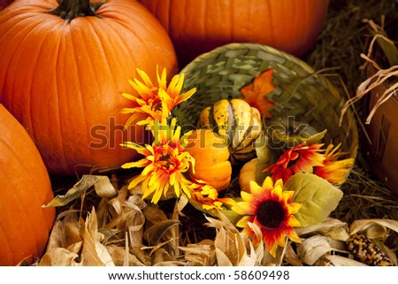 A thanksgiving or fall setting of pumpkins and flowers in the horizontal format.