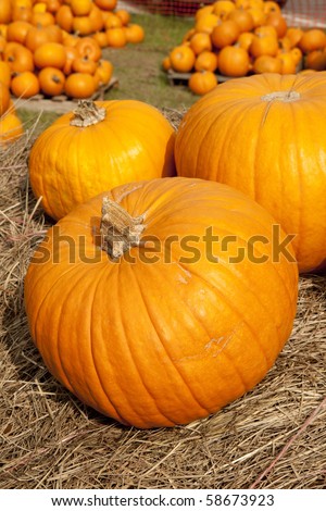 A large group of Thanksgiving or Halloween pumpkins in the vertical format.