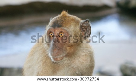 Monkey wide eyes