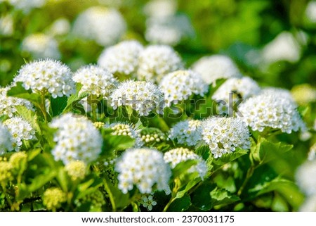 Similar – Image, Stock Photo Bush hawthorn with flowers and buds