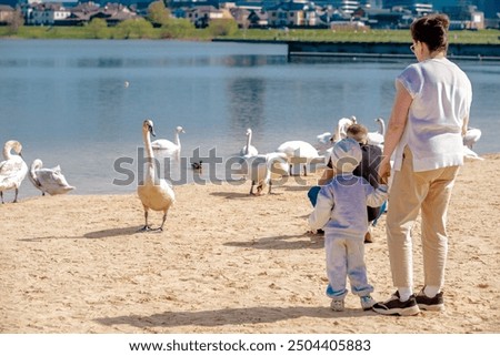 Similar – Foto Bild Junge Frau füttert Schwäne, am Ufer.