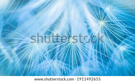 Similar – Image, Stock Photo Dandelion close up macro